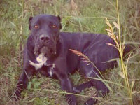 cane corso italiano